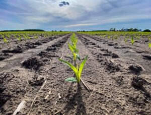 Field corn just coming up.